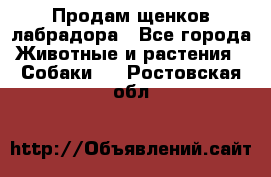 Продам щенков лабрадора - Все города Животные и растения » Собаки   . Ростовская обл.